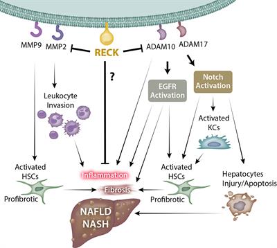 The Role of RECK in Hepatobiliary Neoplasia Reveals Its Therapeutic Potential in NASH